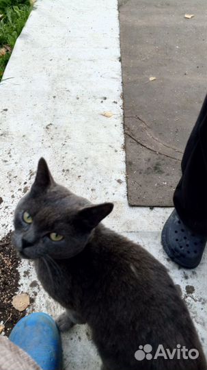 Котик в Добрые руки