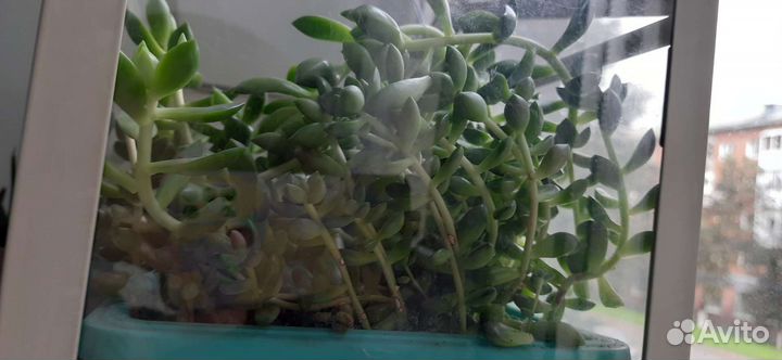 Очиток седум