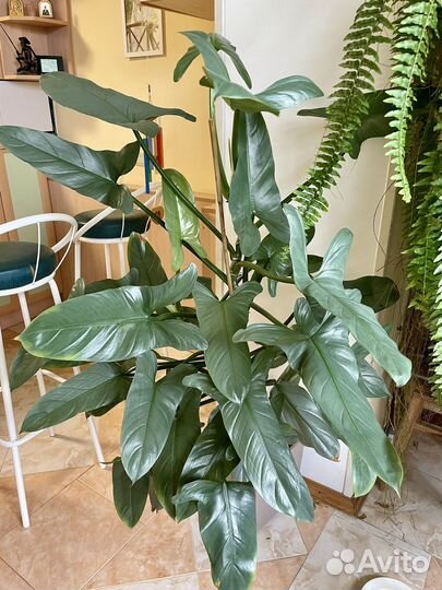 Растения комнатные