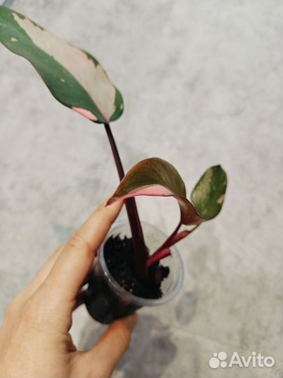 Филодендрон розовая принцесса