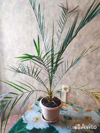 Финиковая пальма