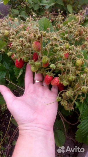 Саженцы земклуники Пенелопа