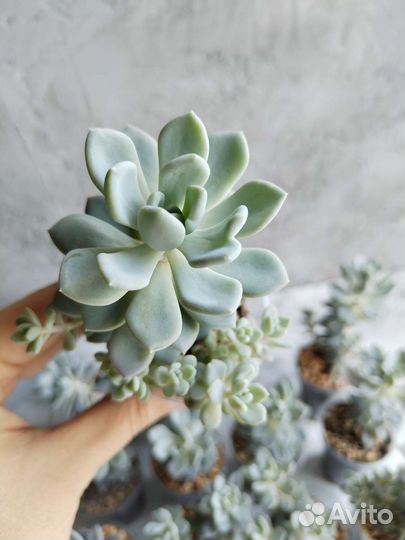 Флорариум, Суккуленты