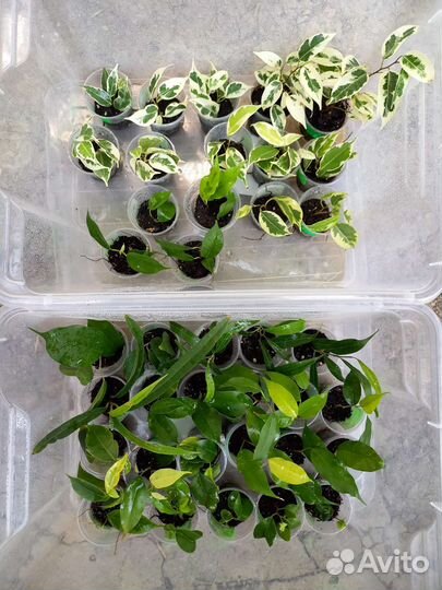 Фикусы более 30 сортов