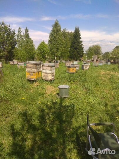 Мёд свежий разнотравье качка 2023 г