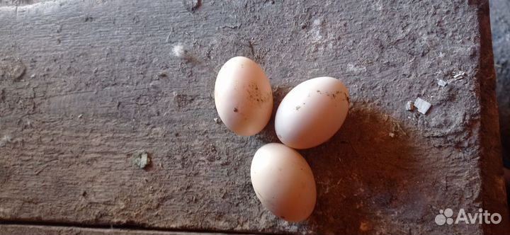 Инкубационное яйцо индоутки