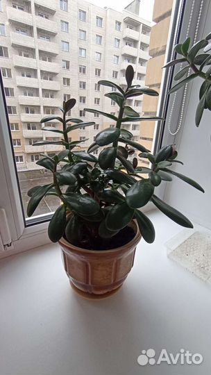 Крассула толстянка (денежное дерево)