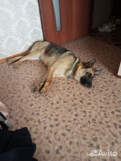 Щенок немецкой овчарки