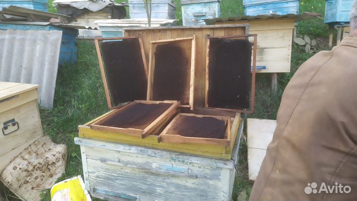 Пчеловодство