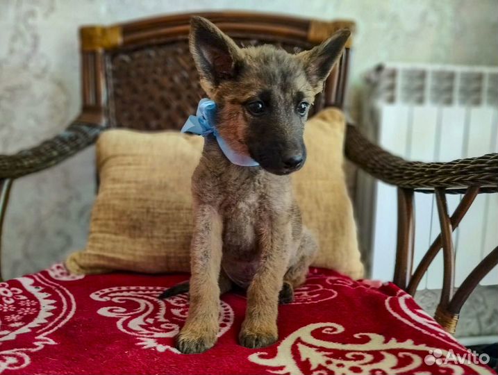 Щенок-мальчик Грей, метис малинуа в дар