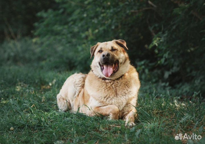 Добряк Портос ищет дом