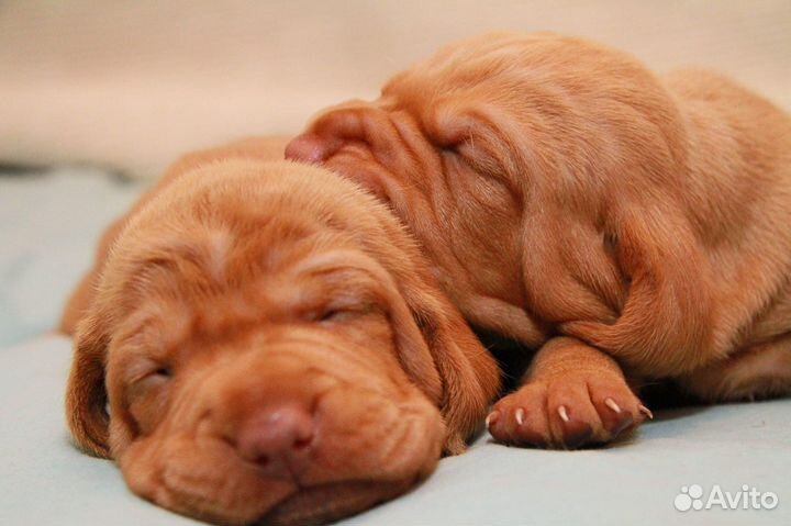 Венгерская выжла