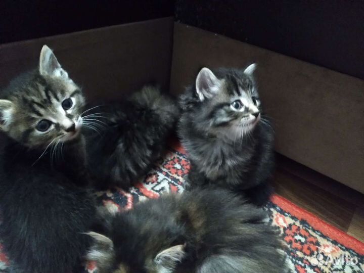 Сибирская кошка бесплатно