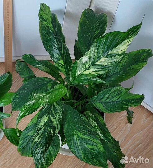 Спилт Милк,Мун Шадоу,Блэк Бьюти,Ангел бэби