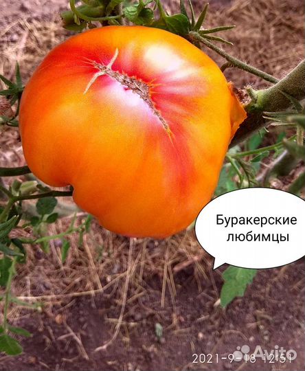 Семена томатов