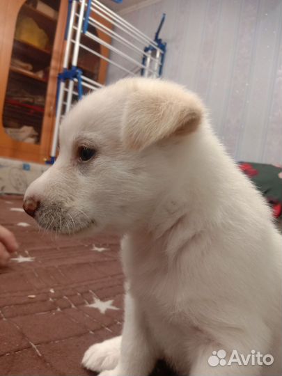 Щенок девочка в добрые руки бесплатно