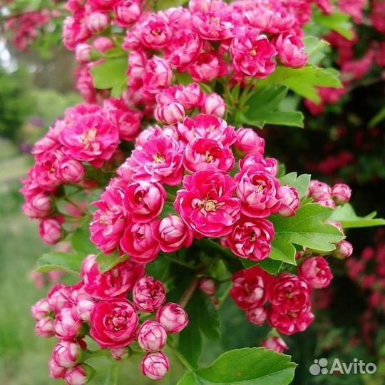 Продам саженцы боярышника Пауль Скарлет