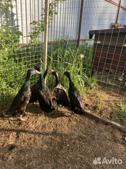 Утки индийский бегунок