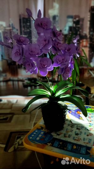 Орхидея-ночник