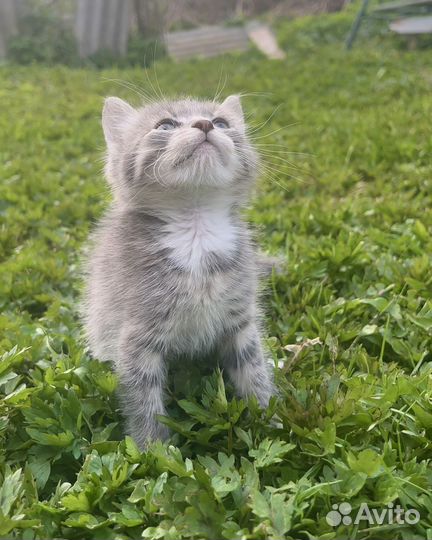 Котята в добрые руки даром