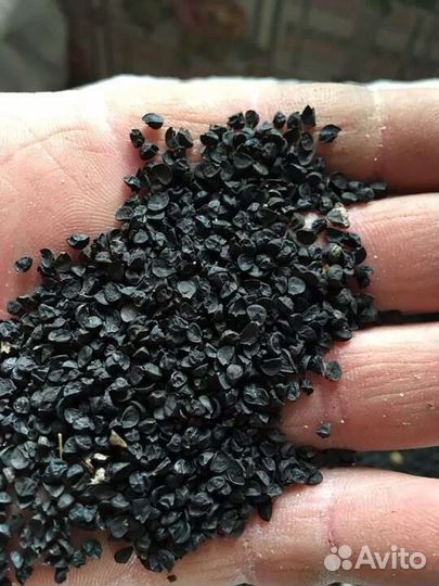 Семена лука. Кинза. Шпинат