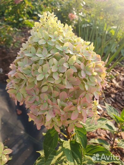 Гортензия Пиксио