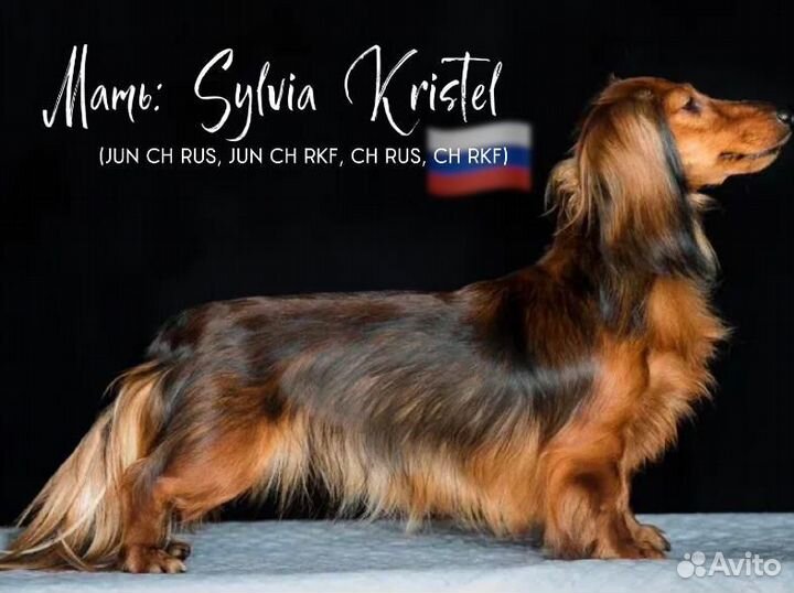 Щенки кроличьей длинношерстной таксы