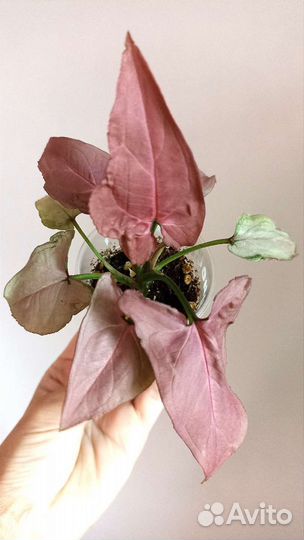 Сингониум Малиновый Крем