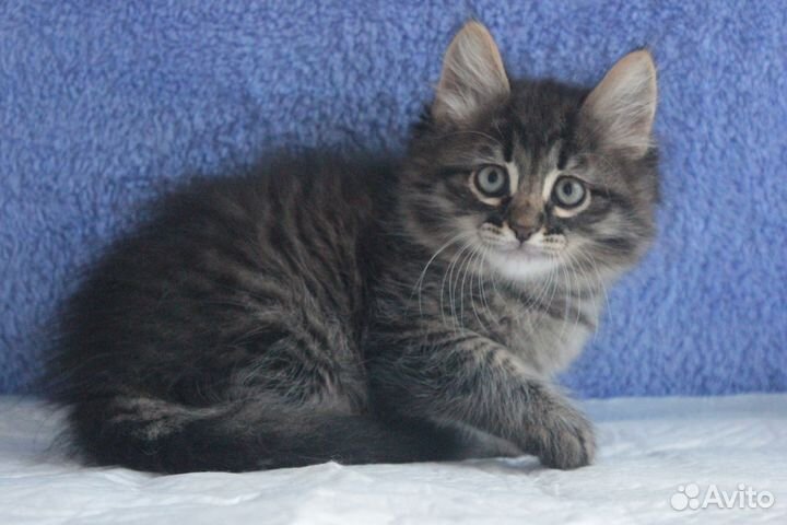 Котят сибирских