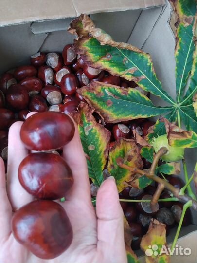 Каштаны для поделок