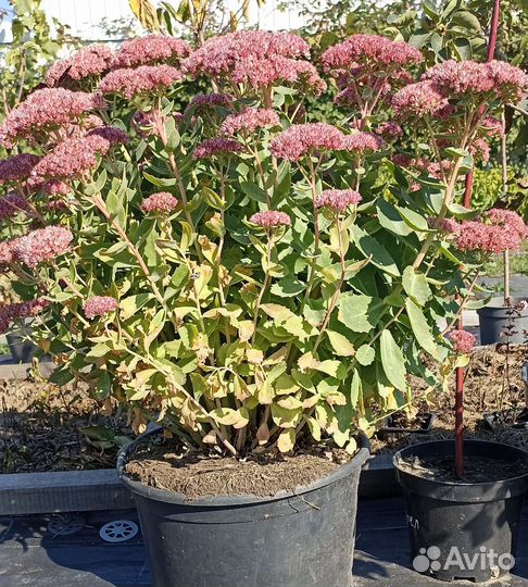 Очиток видный