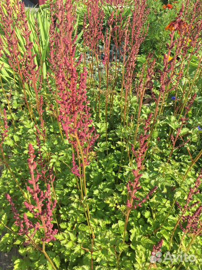 Астильба малиновая высокая