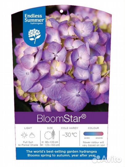 Гортензия ремонтантная Endless Summer Bloom Star