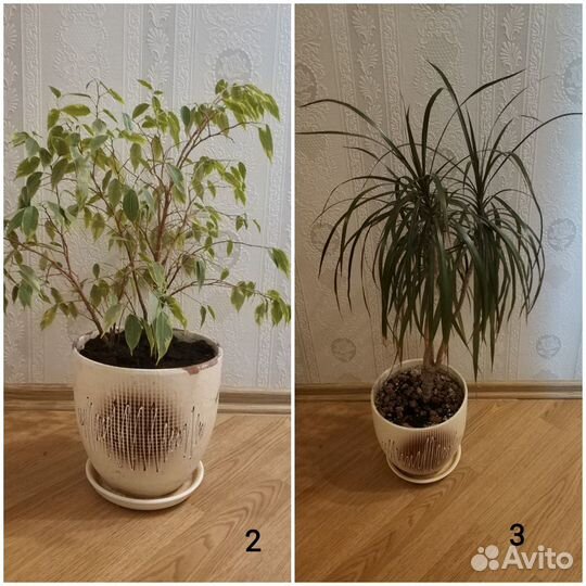 Орхидея Фикус Драцена Горшок