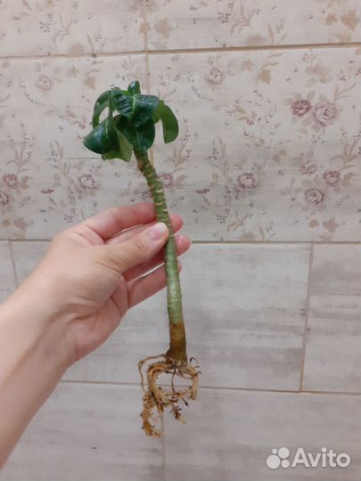 Укорененный черенок Миниадениума