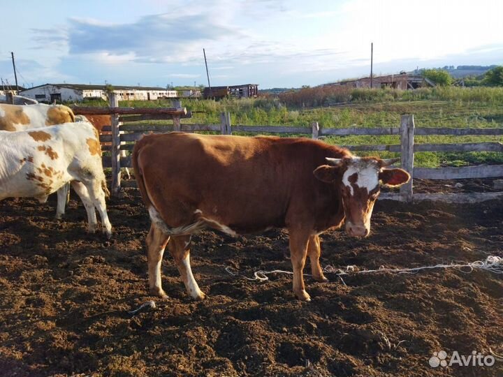 Телки стельные