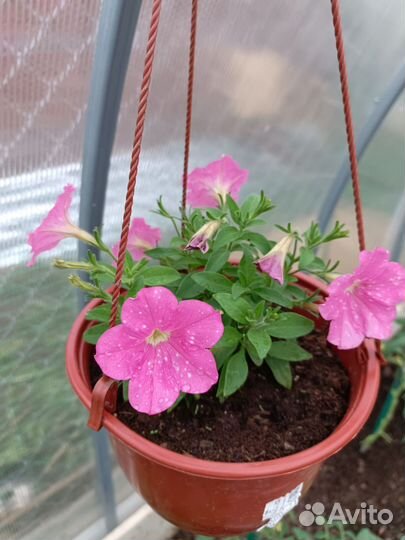 Петуния в кашпо