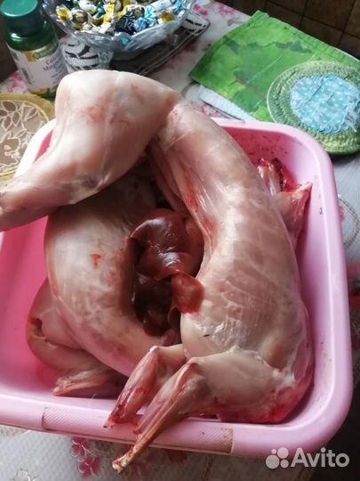 Кролики мясных пород