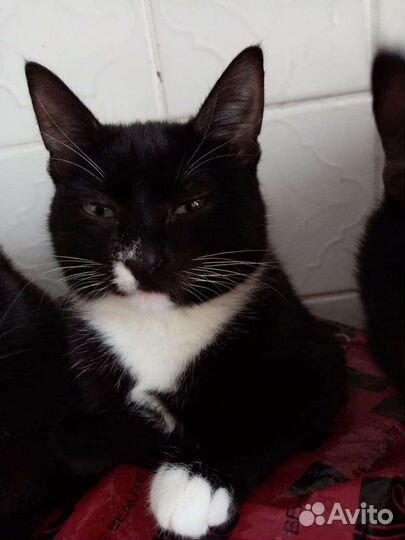 Кошка осталась без хозяина