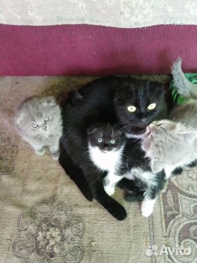 Кошка