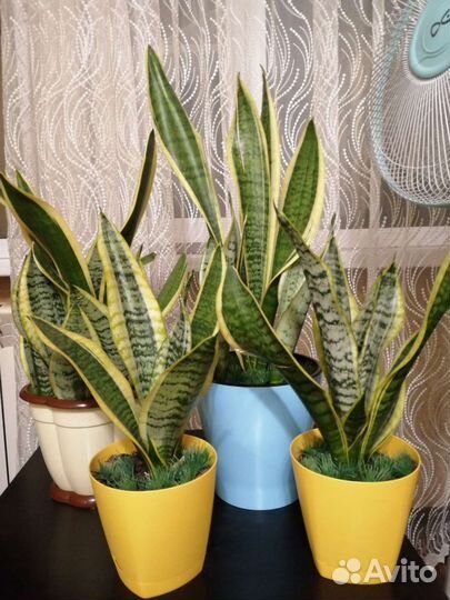 Сансевиерия сортовая