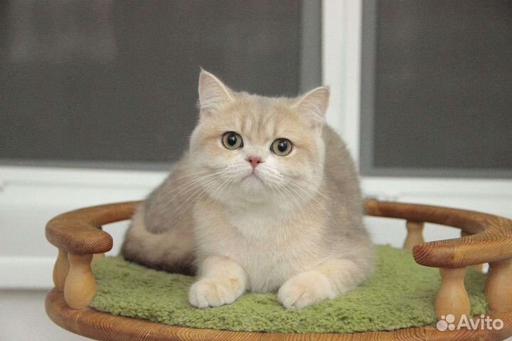 Котик голубое золото