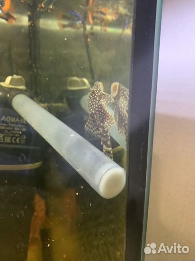 Продам сомиков