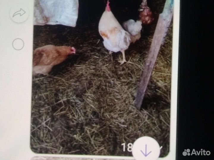 Навоз кролячий