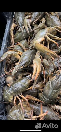 Раки местные опт только