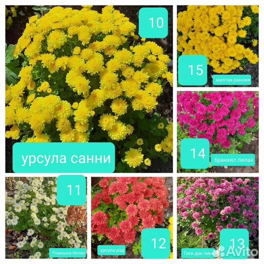Корейская хризантема и мультифлора