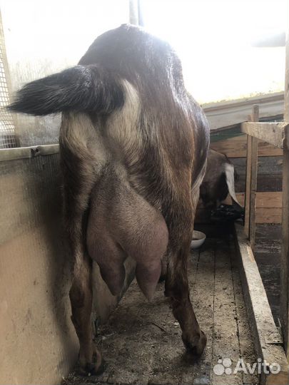 Коза дойная