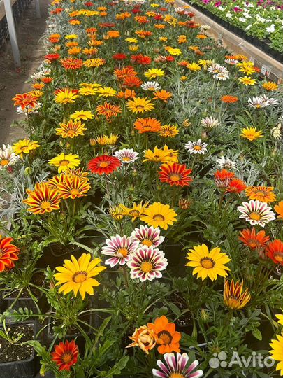 Рассада цветов