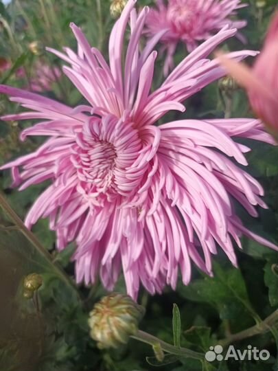 Ромашка аптечная(для использования)