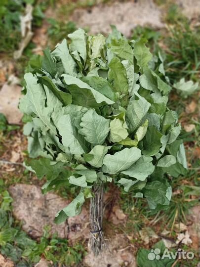 Веники для бани (сезон 2023)